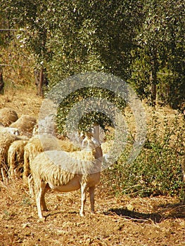 Sheep grazing olive tree leaves