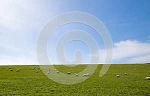 Sheep grazing an open field