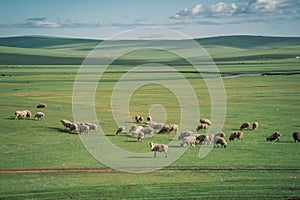 Sheep Grazing on Open Grasslands