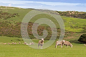 Sheep grazing on the open green meadows during Autumn in Austral