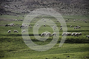 sheep grazing over the field with green grass from the High Atlas mountains Morocco