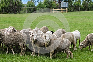 Sheep grazing in a paddock some sheared and some not turning to look toward amera with water tank in the background