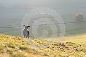 Sheep grazing on Parkhouse Hill, and Chrome Hill at sunrise, in the Peak District National Park