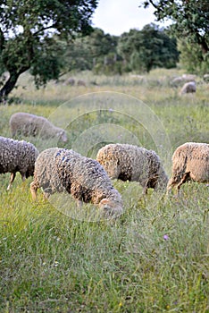 Sheep grazing in the pasture of Extremadura