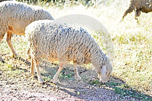 Sheep grazing in the pasture of Extremadura