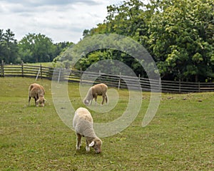 Sheep Grazing in Pasture with Wooden Fence