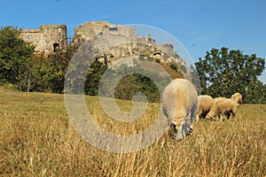 Sheep grazing at pastures in front of an ancient castle in summer