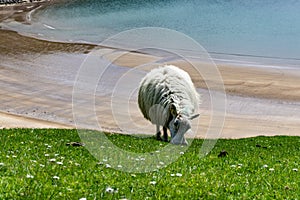 Sheep grazing in the pastures and Irish cliffs.