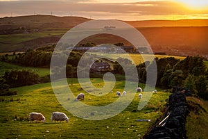 Sheep grazing in Peak District England