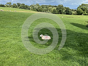 Sheep, relaxing in a large sloping pasture in, Newhall with Clifton, Otley, Yorkshire, UK photo