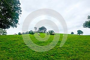 Sheep grazing by the river Bela In Dallam Park, Milnthorpe, cumbria, England