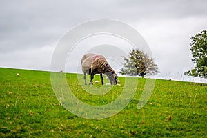 Sheep grazing by the river Bela In Dallam Park, Milnthorpe, cumbria, England