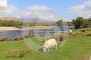 Sheep Grazing By The River Lochy, Scotland.