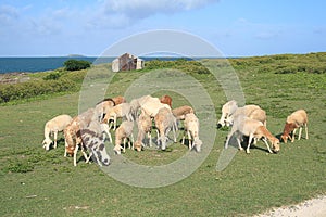 Sheep grazing, Rodrigues Island