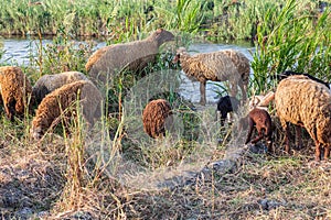 Sheep grazing in rural area of the Nile River delta