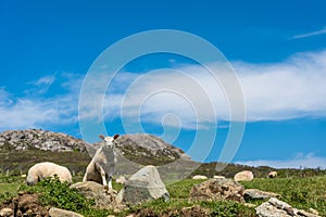 Sheep grazing in the rural Welsh landscape near Whitesands Bay