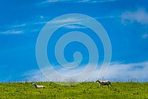 Sheep grazing in the rural Welsh landscape near Whitesands Bay