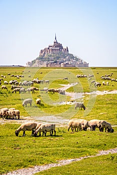 Sheep grazing on the salt meadows close to the Mont Saint-Michel tidal island in Normandy, France