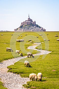 Sheep grazing on the salt meadows close to the Mont Saint-Michel tidal island in Normandy, France