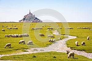 Sheep grazing on the salt meadows close to the Mont Saint-Michel tidal island in Normandy, France