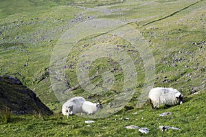 Sheep grazing at a scenic view