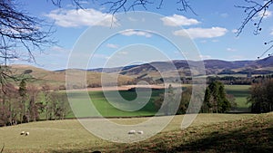 Sheep Grazing In The Scottish Countryside