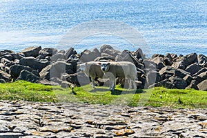 Pecora pascoli sul il mare diga da olanda 