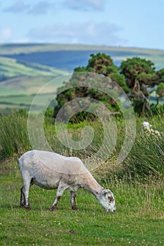 Sheep grazing after shearing. Exmoor.