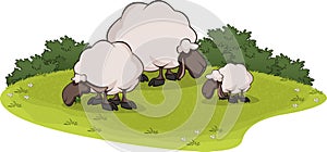 Sheep grazing. Sheep on grass field.