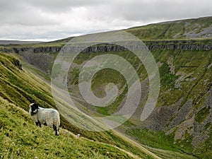 A sheep grazing on the slopes of the High Cup Nick valley