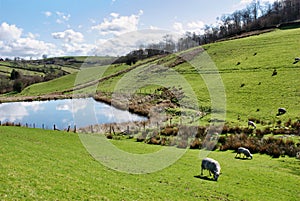 Sheep grazing in sloping hillside pastures photo