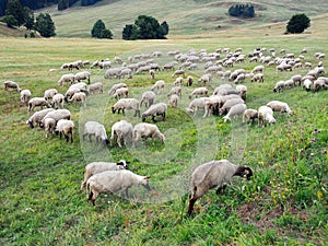 Sheep grazing on Slovak meadow