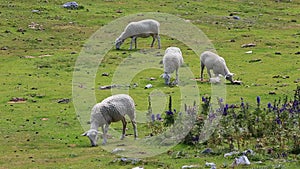 Sheep Grazing - Slow Motion