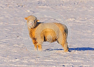 Sheep Grazing in the Snow