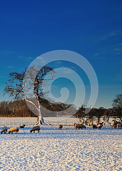 Sheep Grazing in the Snow