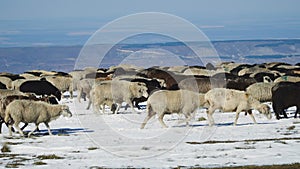 Sheep grazing on the snow hill