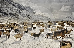 Sheep grazing in the snow in search of grass to eat