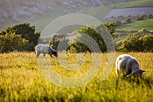 Sheep grazing on a South Downs hillside, with evening light