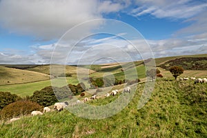 Sheep grazing in the South Downs on a sunny September day