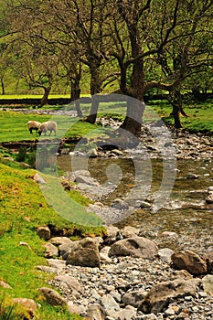 Sheep Grazing by the stream at Brotherswater