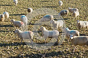 Sheep Grazing on Stubble Turnips