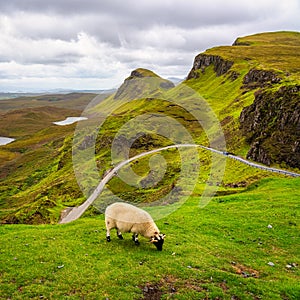 Sheep grazing in stunning scenery off the Isle of Skye in northern Scotland, UK.