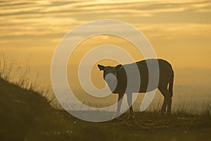 Sheep grazing in the sunset on the Malvern Hills Worcestershire