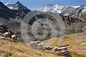 Sheep grazing in Swiss Alps