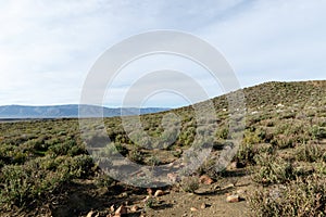 Sheep grazing in Tankwa Karoo