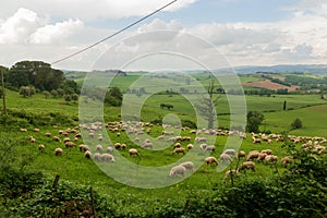 Sheep grazing on a Tuscan hillside