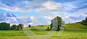 Sheep grazing under the shade of a tree on the hillside in a meadow