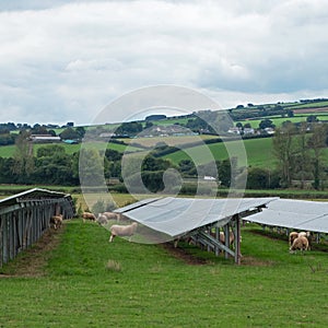 Sheep grazing under solar panels on a Devon farm UK