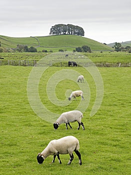 sheep grazing in an upland field yorkshire dales