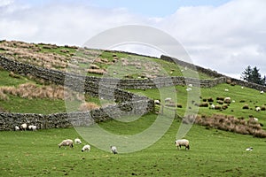 sheep grazing in an upland field yorkshire dales with traditional dry stone walls.